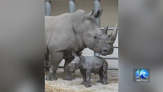 Zina The Rhino Gives Birth To Baby At The Virginia Zoo In Norfolk