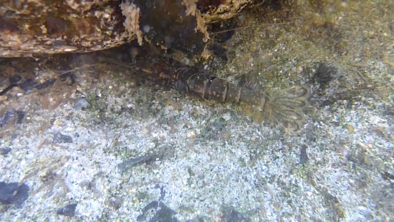 最高スジエビ 餌 最高の花の画像