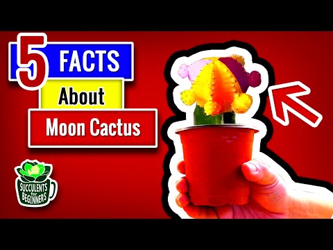 Video: Mjesečevi kaktusi - Kako uzgajati mjesečev kaktus