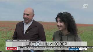Новые тюльпановые поля появились в Туркестанской области