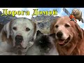 ДОРОГА ДОМОЙ:  НЕВЕРОЯТНОЕ ПУТЕШЕСТВИЕ / Homeward Bound: The Incredible Journey 1993 Обзор фильма