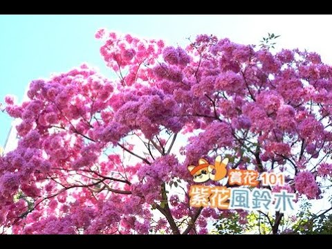 【賞花101】紫花風鈴木【Appreciation of Flowers 101】Purple Tabebuia