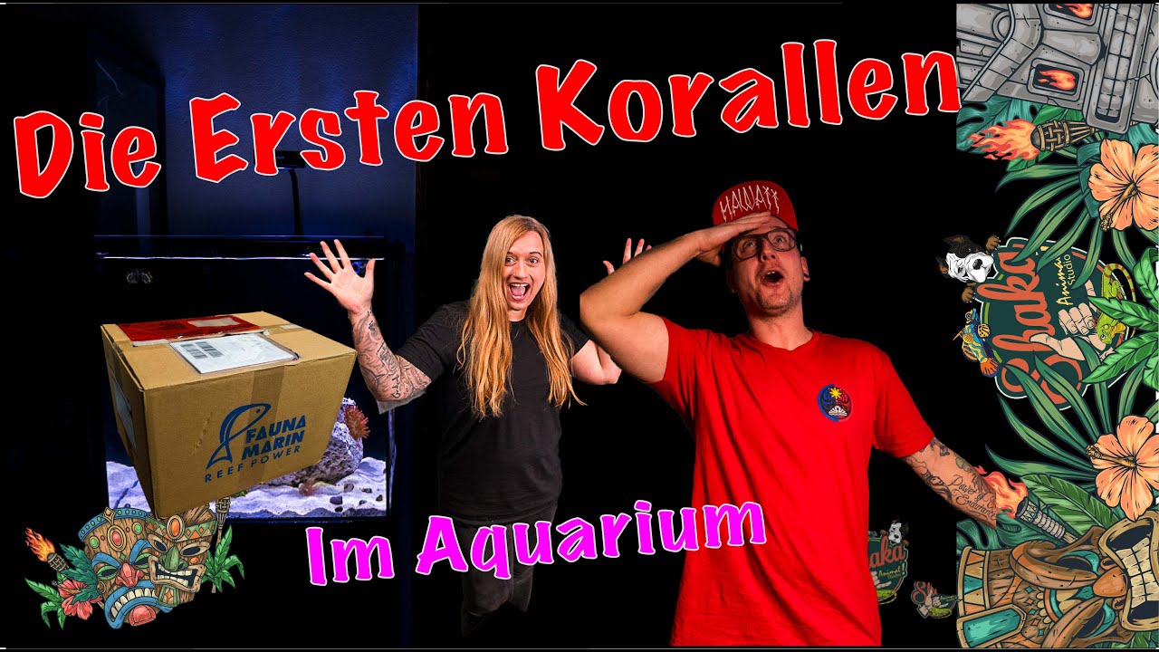 Projekt Anemonen Nano Meerwasser Aquarium Die ersten Korallen