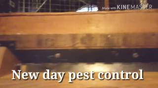 How to trap a squirrel? New Day Pest Control Bergen County New Jersey!