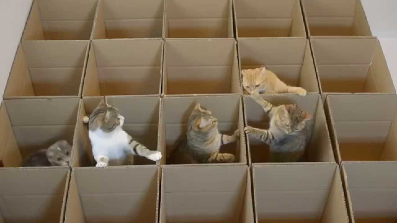 Property cats / недвижимость с кошками YouTube