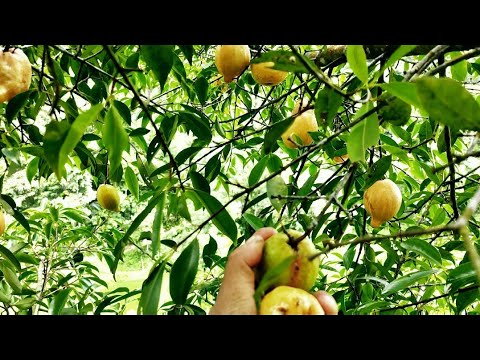 Video Quả Rừng - Hái quả bứa rừng chua chua ngọt ngọt | Nhật... - youtube
