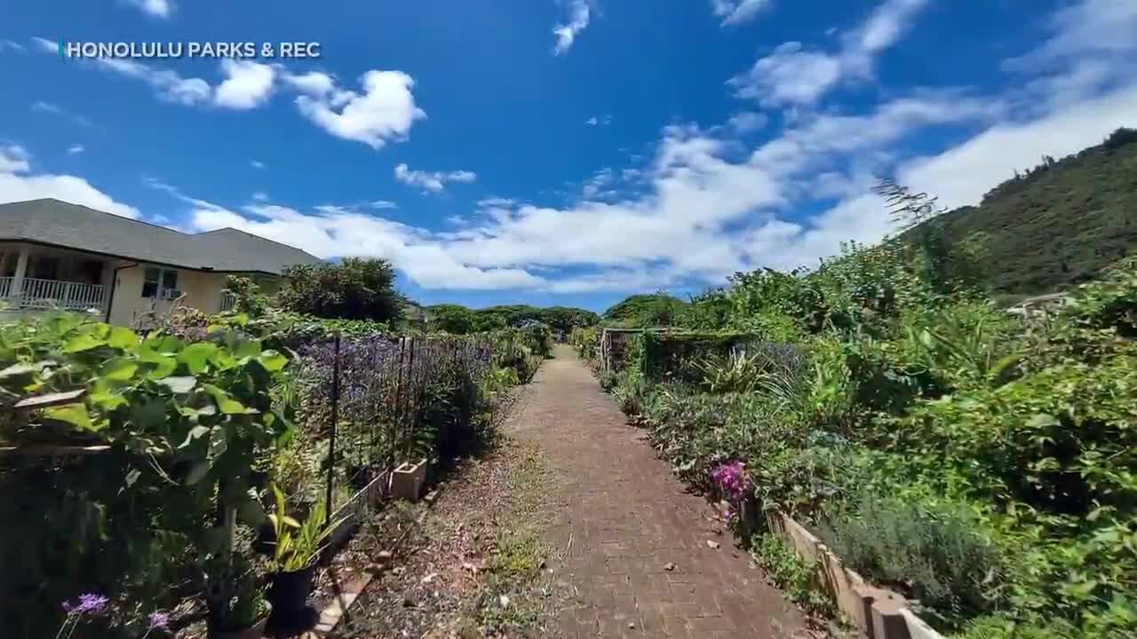 Honolulu community gardening program celebrates 50 years