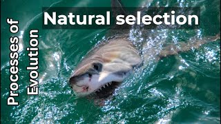 Processes of evolution: Natural selection