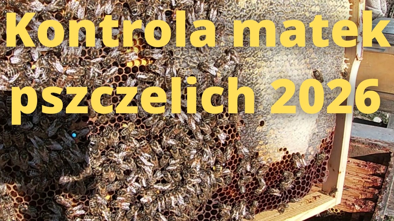 #138 Kontrola czerwienia matek pszczelich 28.02.2026.