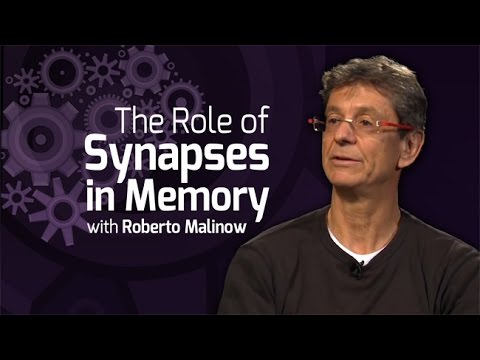 نقش سیناپس ها در حافظه - در ذهن ما