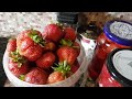 Клубника🍓заготовки в зиму/Поговорим...