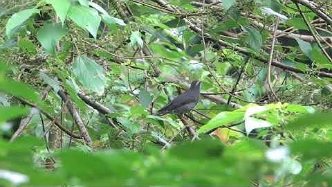Siberian Thrush feeding on mulberry tree migratory bird in Singapore #DFNP Dec1 2025