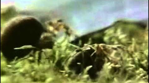 Watch Effects of Drugs on Spiders Video