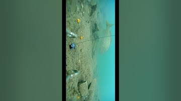 Cận cảnh cá chép ăn mồi #cauca #dammecauca #fishing #fishingvideo #moicauca #moicau #câucá