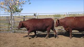 Merino 5 579