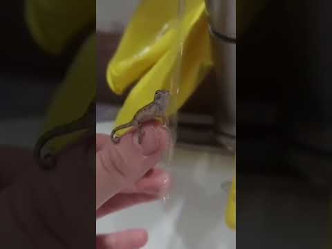 Baby chameleon like water so much! #nature #wildlife #wow #funny #приколы #chameleon #drink