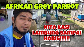 CONGO AFRICAN GREY PARROT DALAM LATIHAN FREE FLY / SI ZOEY YANG COMEL