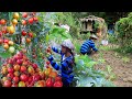 Slice of my life in the province philippines  gardening  harvesting tomato