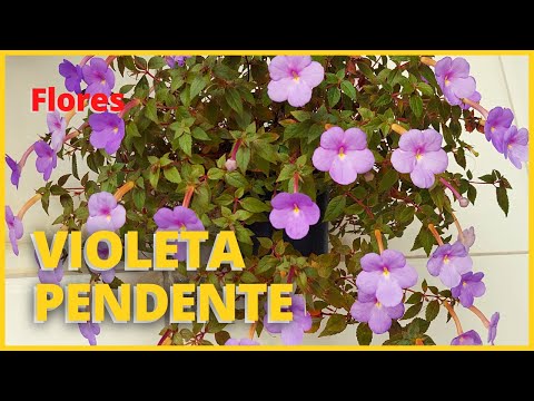 Vídeo: Cultura de flores de Achimenes - Dicas para cultivar uma planta de flores de Achimenes