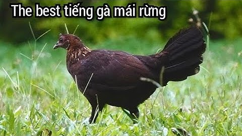 tiếng gà mái rừng mới nhất 👍🔥 Suab poj qaib seev zoo dib tuaj zoo 2022