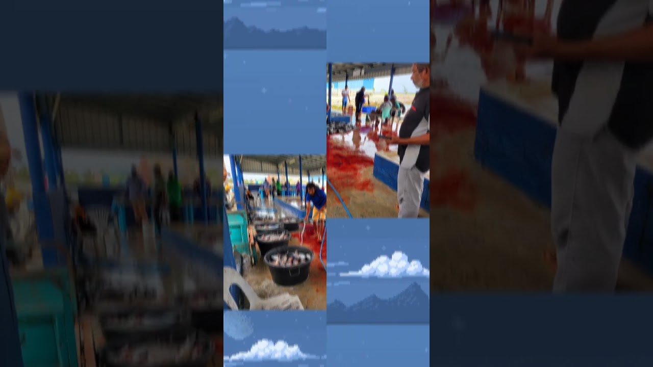 fresh fish market YouTube