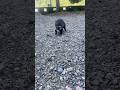 ニホンアナグマが現れた!