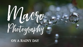 Macro Photography on a Rainy Day