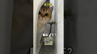 【牛奶是只猫】家里来了保洁阿姨，小猫咪竟然也会社恐哈哈哈哈哈