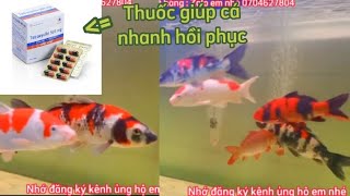 Bổ Sung Tetracyclin Giúp Cá Mới Mau Hồi Phục Và Dạng Người.😊😊😊😊