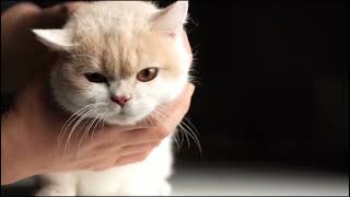Cat purring 🐈 by PetHolics 109 views 2 years ago 6 seconds