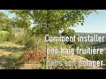 Comment installer une haie fruitière dans son potager ?