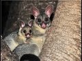 Facts About The Brush Tailed Possum