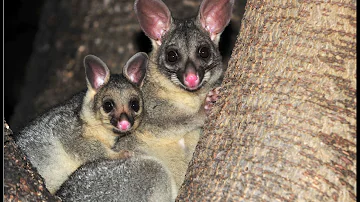 Are brushtail possums aggressive?
