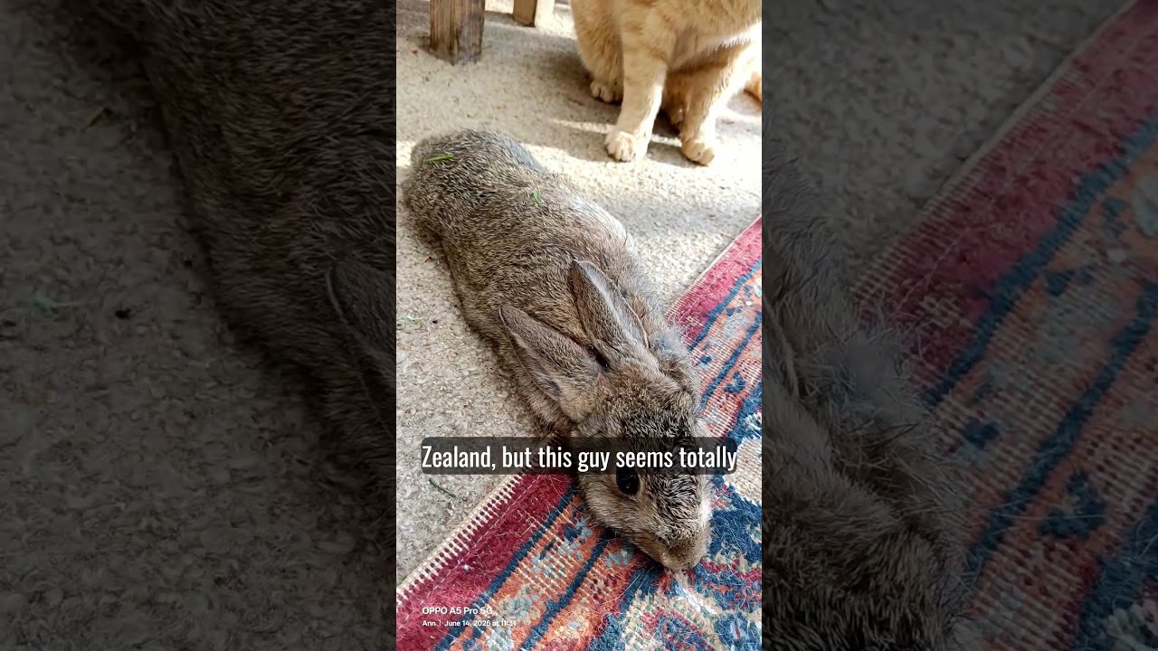 Sleduj Cat bring wild rabbit again, we live in a remote farm #pestcontrol #cat #shorts #newzealand #cats na YouTube Sleduj Cat bring wild rabbit again, we live in a remote farm #pestcontrol #cat #shorts #newzealand #cats na YouTube