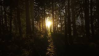 Alpha Waves for Deep Focus | Ambient Study Music Short #shorts