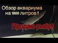 Обзор аквариума на 1000 литров (Мурена, Африканская щука, Арована, Цихлы Азул....)