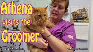 Rare Ginger Cat gets a makeover by Ginger Kitties Four 22,489 views 5 years ago 7 minutes, 50 seconds