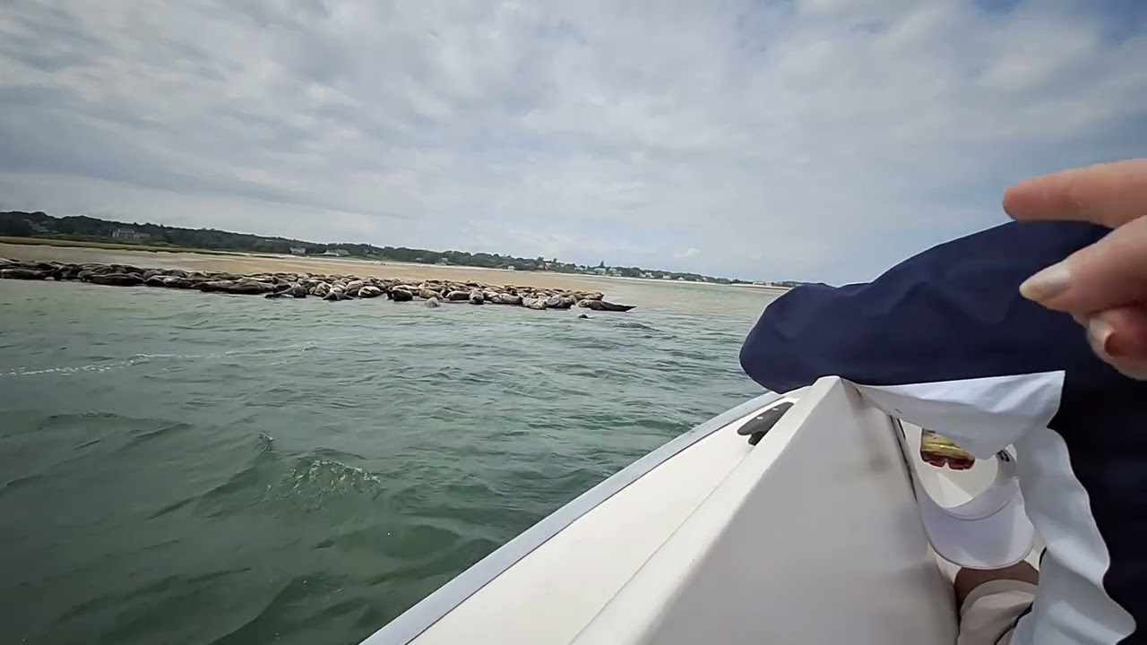 Chatham Harbor Seal Tour, Beachcomber Tours - July 29, 2024