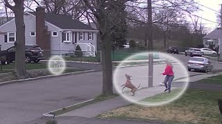 Video shows coyote chasing woman, dog through Massachusetts neighborhood