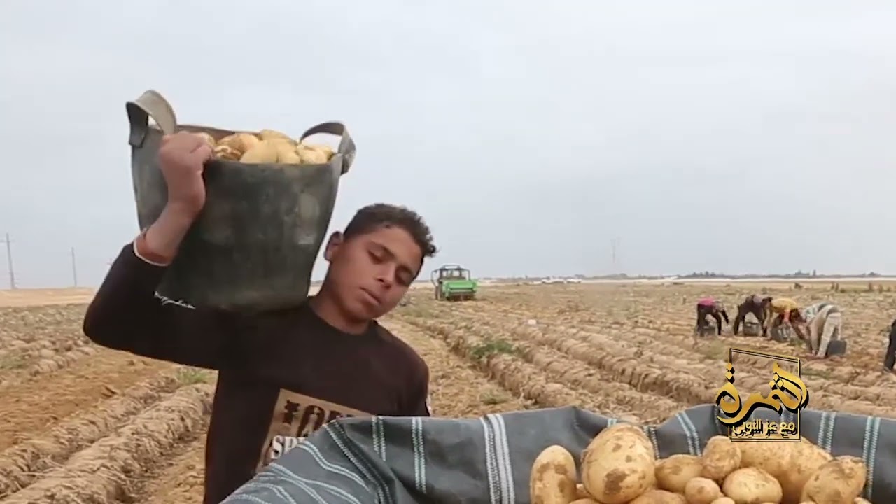 أفضل طرق زراعة البطاطس في الأراضي المختلفة