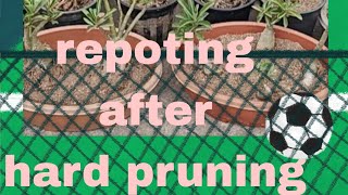Repoting after hard pruning makes adenium heavy and beautiful #Desertrose#guldasta#gardening tips