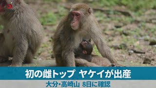 高崎山初の雌トップ、ヤケイが出産 8日に確認