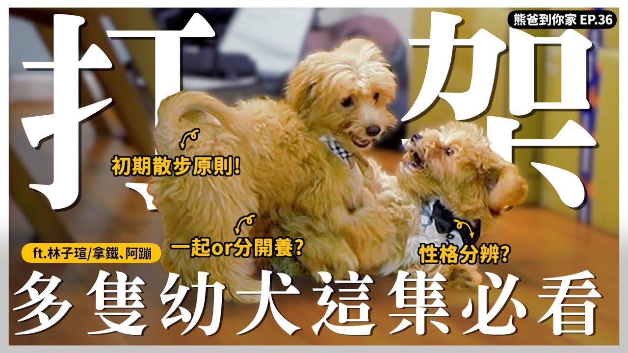 幼犬打架？這樣才有效！ft.林子瑄｜熊爸估狗