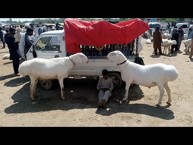 Kemerovo jojalari jinsiy aloqa