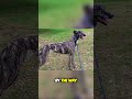 Unleashing the Power of Greyhound Vision