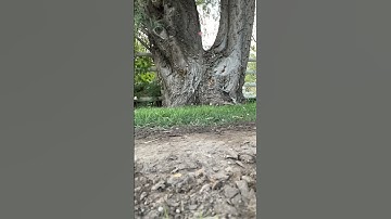 Apple exploding in slow-mo