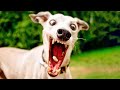 Best Funny Animal Videos 2024 😺 - Funniest Dogs And Cats Videos 😇