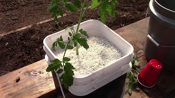 Starting Up Hydroponic Dutch Bucket Tomatoes