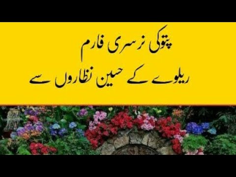 Pattoki Pattoki is The Biggest Nursery of World PAKISTAN see through Railway ...
