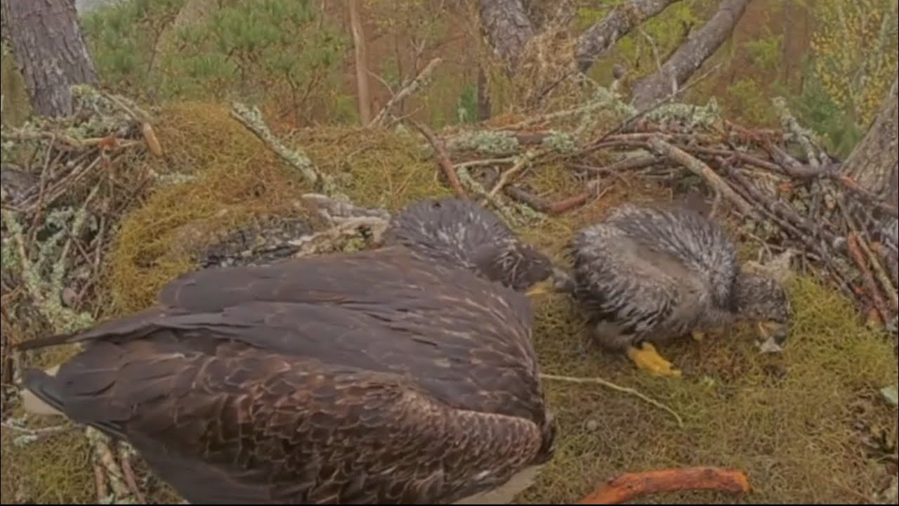 Small eaglet steal bites during feeding | Kisatchie National Forest E-3 | Mar 8, 26